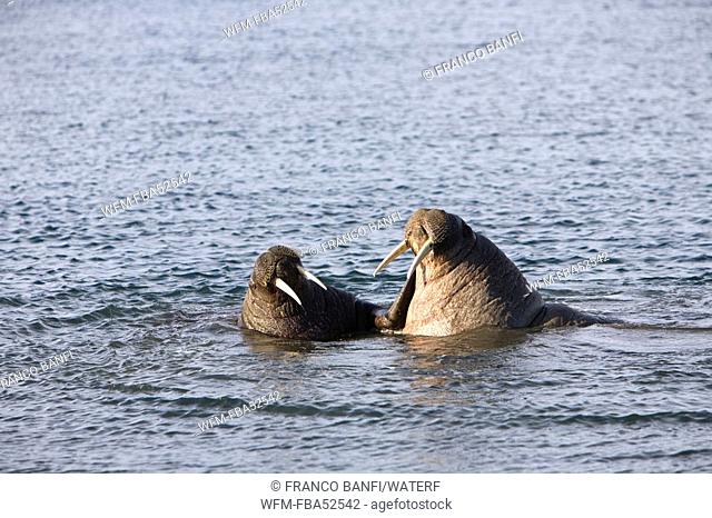 Swimming Walrus, Odobenus rosmarus, Spitsbergen, Svalbard Archipelago, Norway