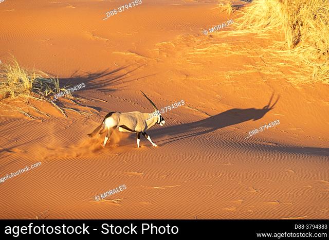 Namibia, Hardap region, Namib desert, Namib-Naukluft National Park, Namib Erg classified World Heritage by UNESCO, Sossusvlei dunes, aerial view
