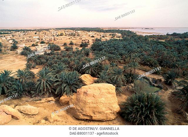 Date palms in the Siwa oasis, Sahara desert, Egypt