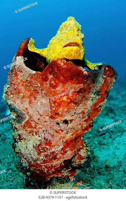 Giant Frogfish, Antennarius commersoni, sits in a barrel sponge, Manado, Sulawesi, Indonesia