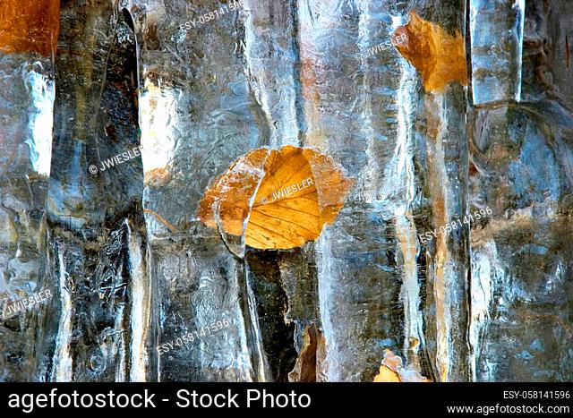 Beech leaves wrapped in ice