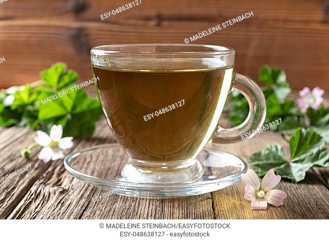 A cup of herbal tea with fresh blooming dwarf mallow plant