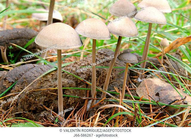 Mushrooms on mung