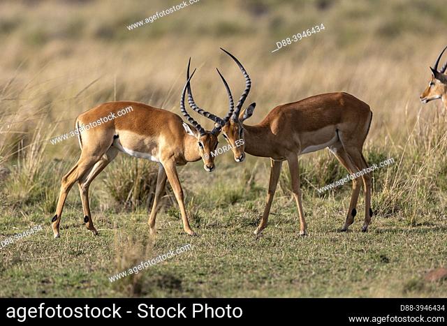 Africa, East Africa, Kenya, Masai Mara National Reserve, National Park, impala (Aepyceros melampus), two males fight to establish the hierarchy