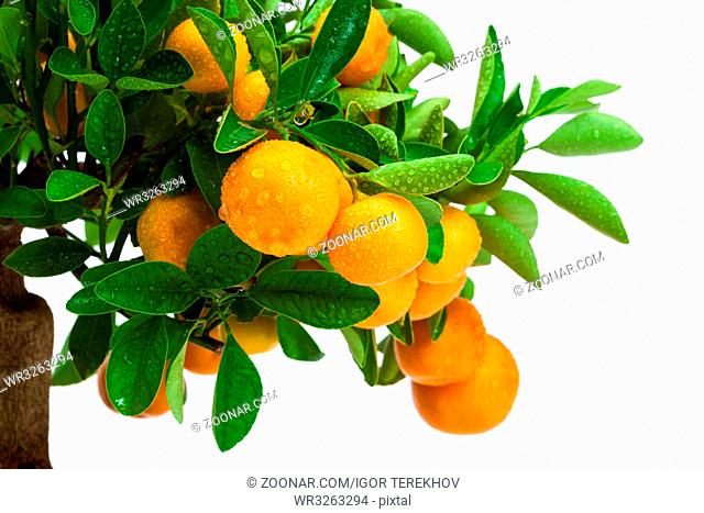 beautiful tangerine tree on a white background