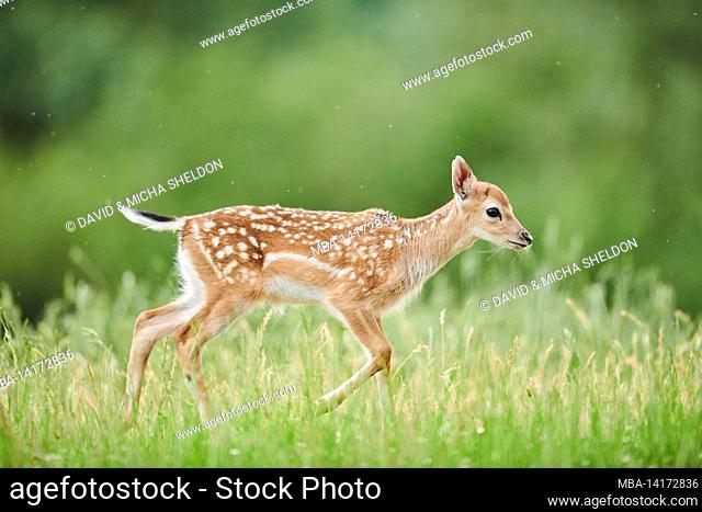 fallow deer (dama dama), calf, clearing, meadow, standing