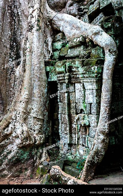 Ta Prohm temple with giant banyan tree