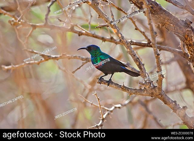 Oman, Shining sunbird sitting in tree