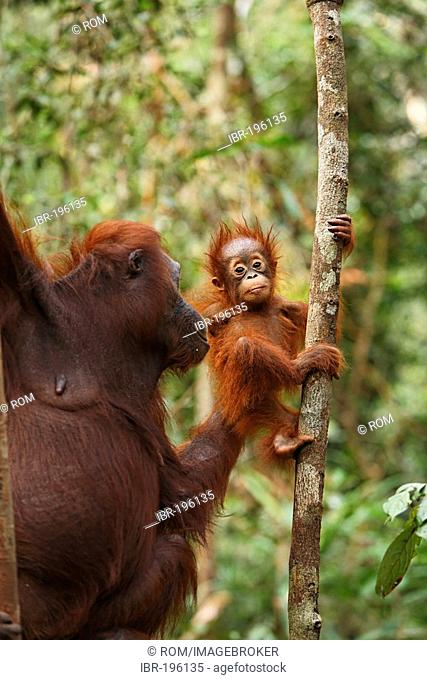 Orang-Utan (Pongo pygmaeus) in Tanjung Putting national park, Central-Kalimantan, Borneo, Indonesia