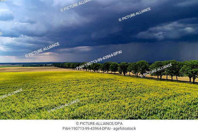 13 July 2019, Brandenburg, Petersdorf: Thunderstorm clouds are moving over the landscape with a field of sunflowers in the Oder-Spree district (aerial...