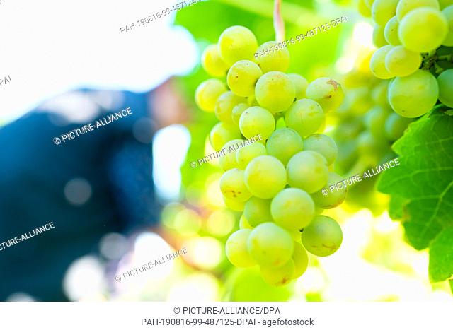 16 August 2019, Rhineland-Palatinate, Neustadt an der Weinstraße: Grapes of the ""Solaris"" variety hang in a vineyard in the Geinsheim district