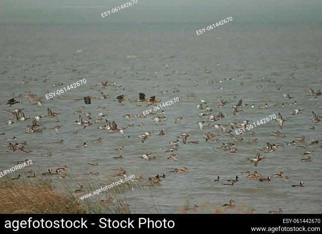Flock of garganey, northern pintails, fulvous whistling ducks and white-faced whistling ducks. Oiseaux du Djoudj National Park. Saint-Louis. Senegal