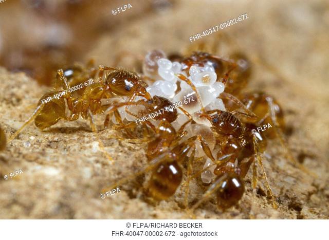 Mediterranean Dimorphic Ant (Pheidole pallidula) adults, workers tending larvae and eggs in nest, Ile St. Martin, Aude, Languedoc-Roussillon, France, May
