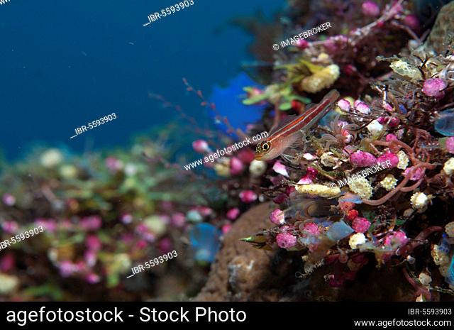 Striped triplefin (Helcogramma striatum) adult, resting on coral-encrusted shipwreck, Liberty Wreck, Tulamben, Bali, Lesser Sunda Islands, Indonesia, Asia