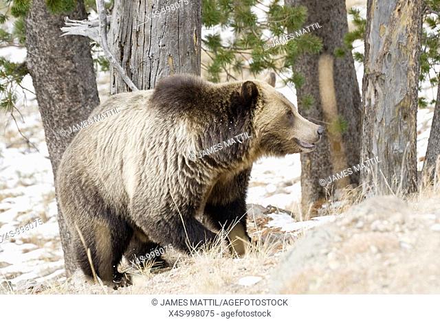 A very large adult male grizzly hunts for Whitebark pine nuts after an autumn snowfall in Yellowstone Park