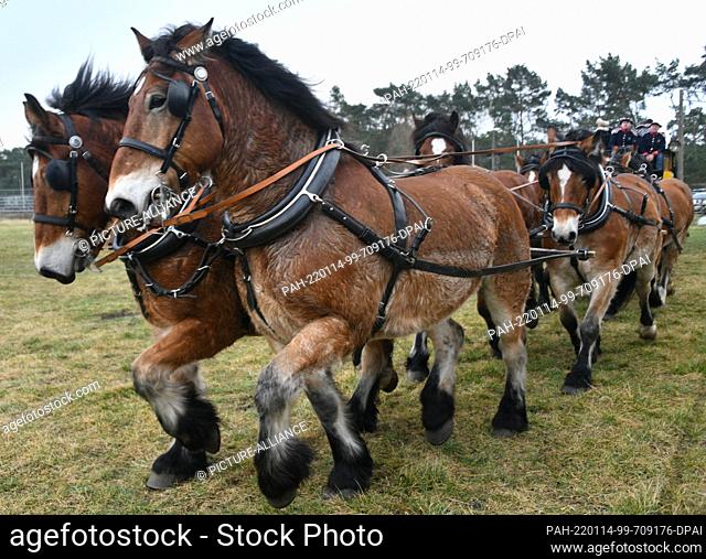 14 January 2022, Brandenburg, Brück: A carriage drives over an obstacle at the press conference of the ""Titans of the Racecourse""