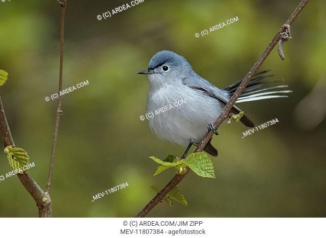 Blue-gray Gnatcatcher Polioptila caerulea Foraging for insects in Connecticut forest May USA Blue-gray Gnatcatcher in forest