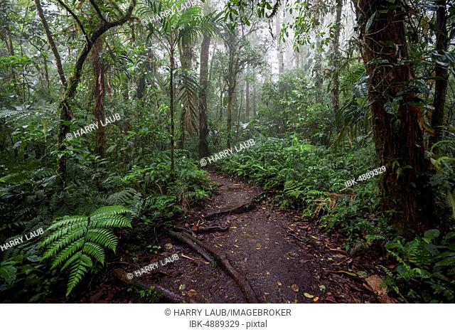 Encantado Trail, hiking trail through dense vegetation in cloud forest, Reserva Bosque Nuboso Santa Elena, Guanacaste province, Costa Rica