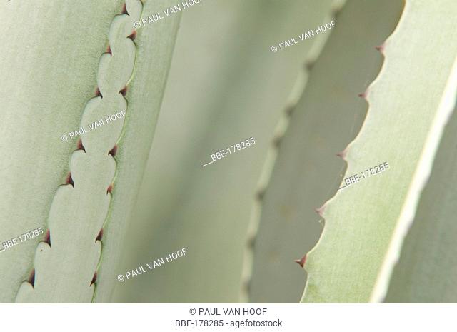 Close-up of an Agave plant