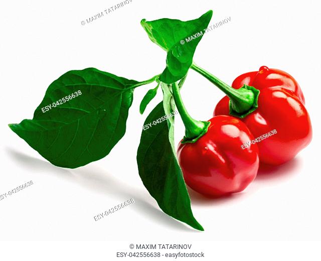 Red Habanero peppers on a branch with leaves. Clipping paths, shadows separated, infinite depth of field. Design elements