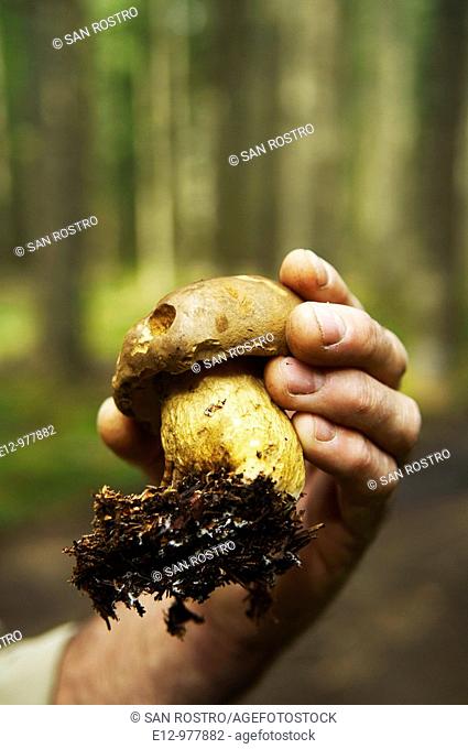 France, Auvergne, Haute Loire, Saint Bonnet le Froid, Restaurant Régis & Jacques Marcon, mushrooms harvest with mycologist Gilles Liège, boletus felleus