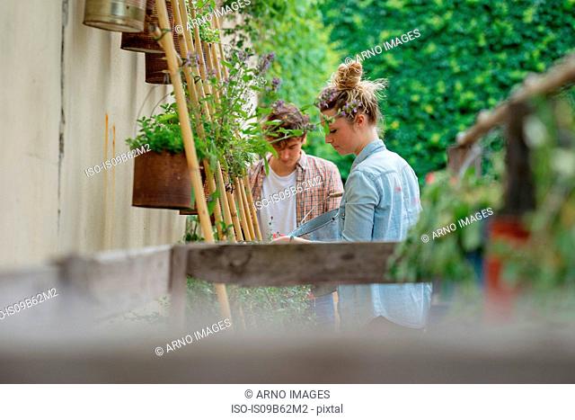 Young man and woman tending to plants growing in cans in urban garden