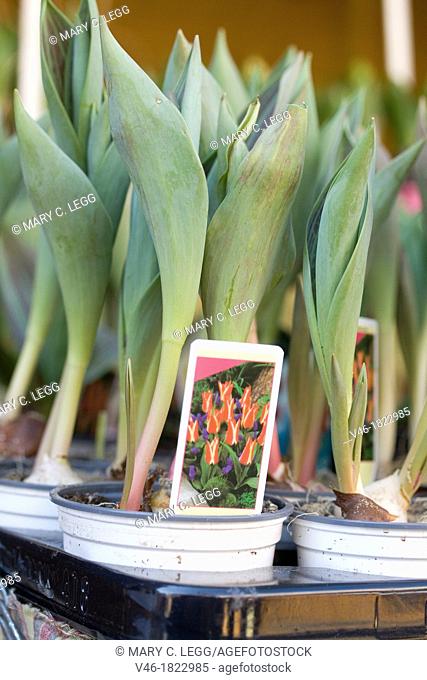 Spring bulbs  Early tulip bulbs in small pots for sale in a public market  Small florist pots of budding tulips on sale for easy gardening