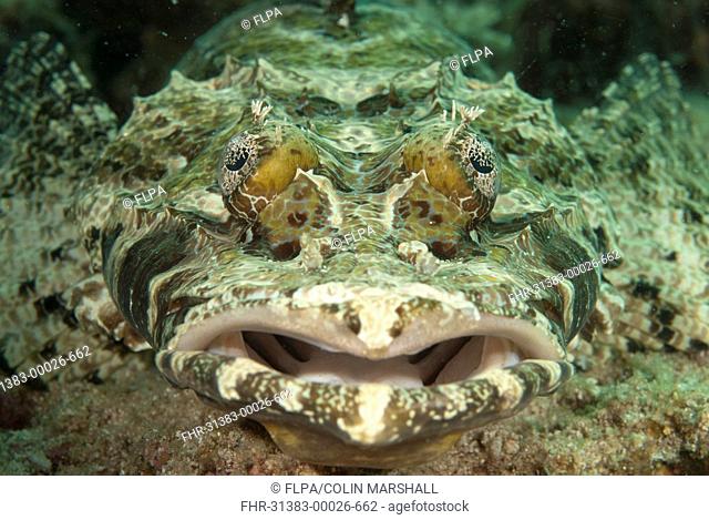 Beaufort's Crocodilefish Cymbacephalus beauforti adult, close-up of head, Mabul Island, Sabah, Borneo, Malaysia