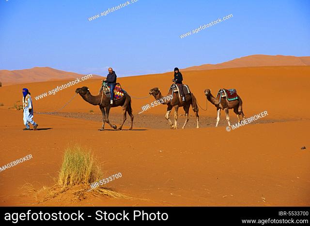 Merzouga, Erg Chebbi, Camel Trekking, Merzouga Sand Dunes, Sahara Desert, Maghreb, North Africa, Morocco, Africa
