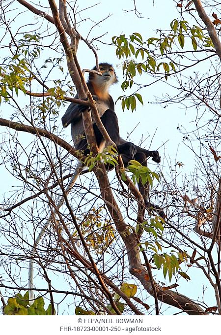 Black-shanked Douc Langur (Pygathrix nigripes) adult, sitting high in tree, Dakdam Highland, Cambodia, January