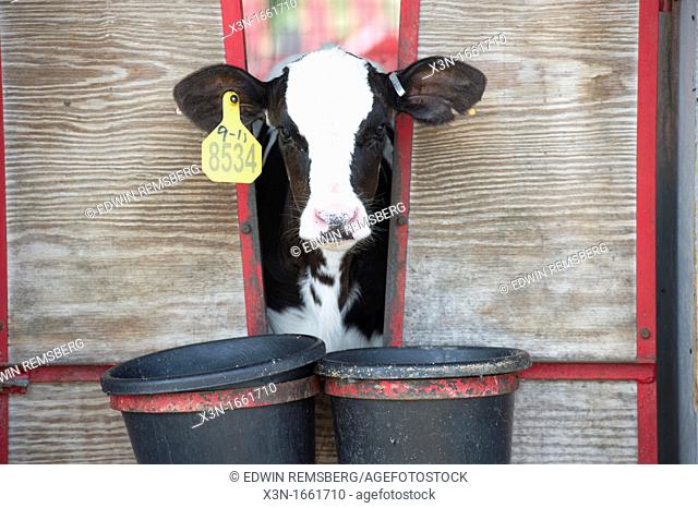 Dairy cow calf feeding from a bucket outside of pen