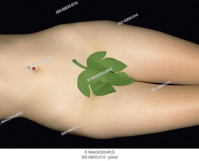 Visum aften maksimere A young fig leaf Stock Photos and Images | agefotostock