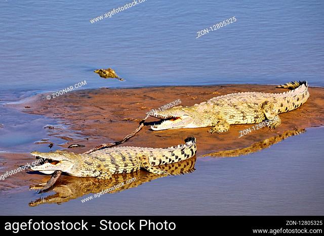 Nilkrokodile im South Luangwa Nationalpark, Sambia, (Crocodylus niloticus) | nile crocodiles at South Luangwa National Park, Zambia, (Crocodylus niloticus)