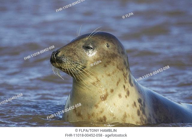 Grey Seal Halichoerus grypus adult female, close-up of head, in sea, Lincolnshire, England, winter