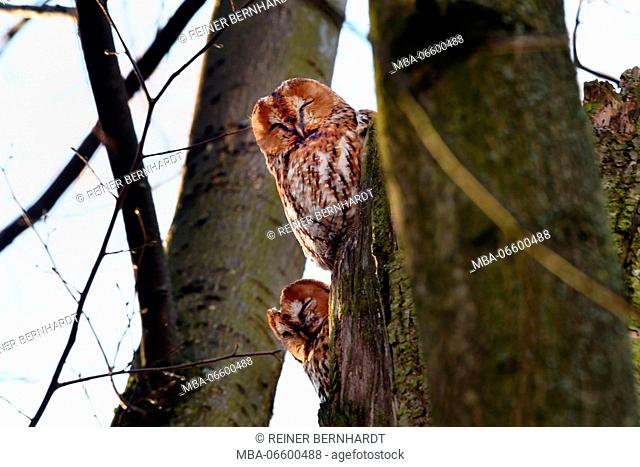 brown owl on tree, Strix aluco