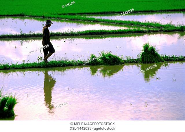 Ricefield  Chiang Mai  Thailand