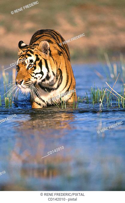 Bengal Tiger (Panthera tigris tigris), captive. India