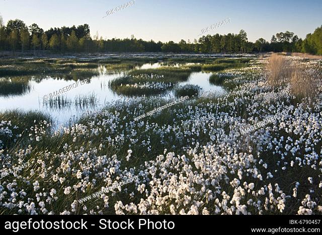 Cotton grass (Eriophorum angustifolium) in a bog, Emsland, Lower Saxony, Germany, Europe