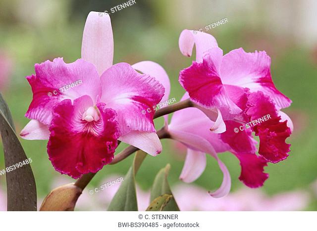 Laeliocattleya (Laeliocattleya Kathleen Clarke 'Carmela', Laeliocattleya Kathleen Clarke Carmela), flowers