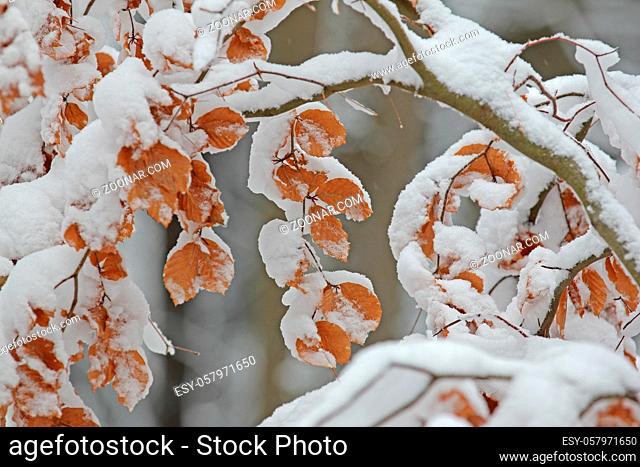Buchenlaub mit Schnee, Beech leaves with snow