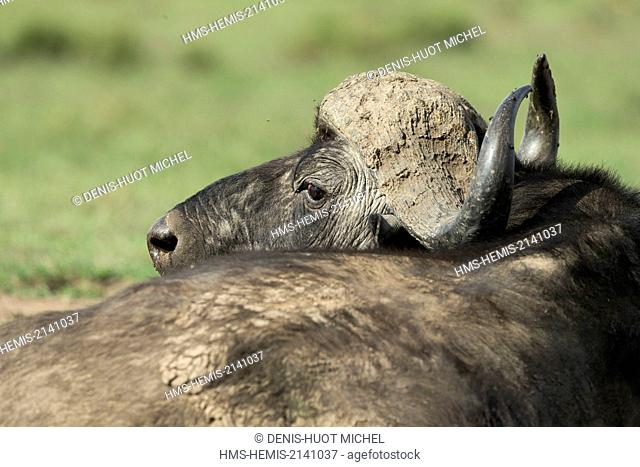 Kenya, Masai Mara game Reserve, african buffalo (Syncerus caffer), resting