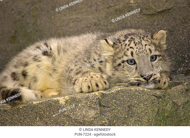 Snow leopard cub Uncia uncia on rocky ledge