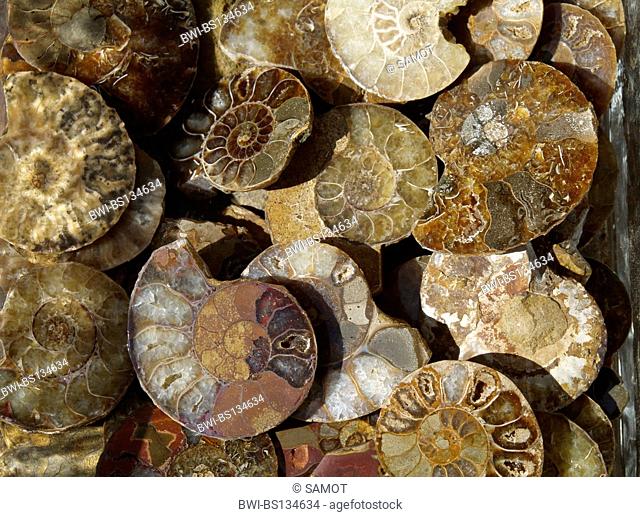 fossils, ammonite
