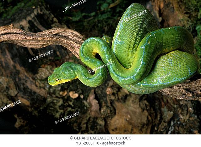 Green Tree Python, morelia viridis