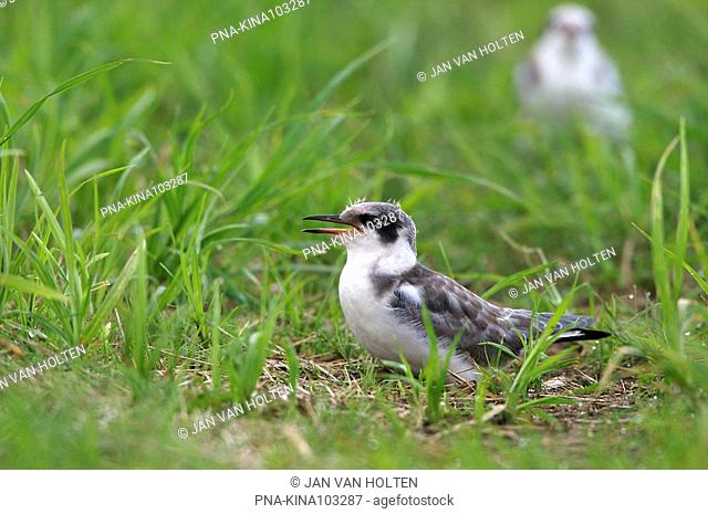 Black Tern Chlidonias niger - Biebrza National Park, Biebrzanski Park Narodowy, Podlaskie, Podlachia, Poland, Europe