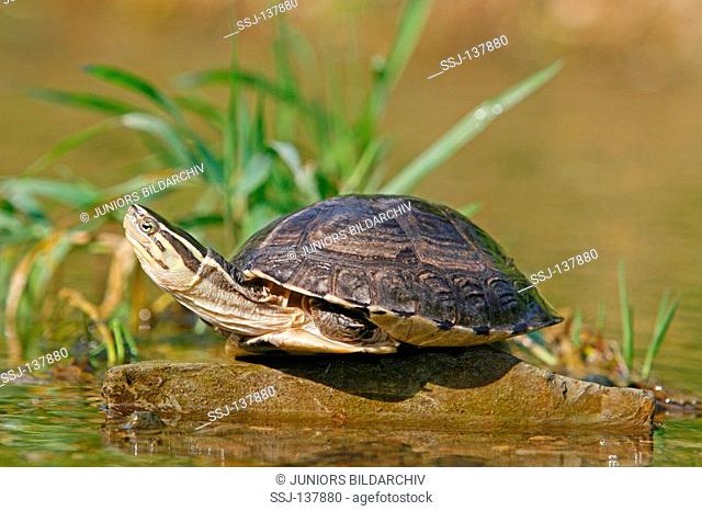 amboina box turtle / Cuora amboinensis