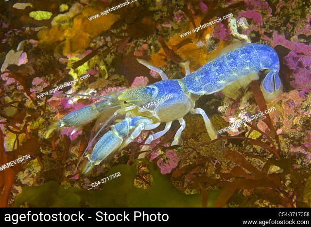 Juvenile common lobster (Homarus gammarus). Eastern Atlantic. Galicia. Spain. Europe