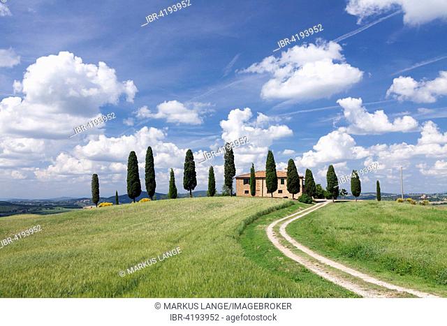 Country house with cypress trees, Pienza, Val d'Orcia, Tuscany, Province of Siena, Italy