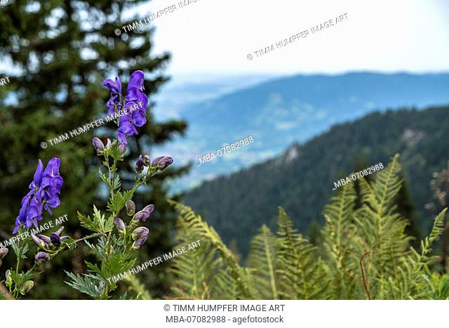 Germany, Bavaria, Bavarian foothills, Lenggries, alpine flora on the crossing from the Brauneck to Benediktenwand (mountain)