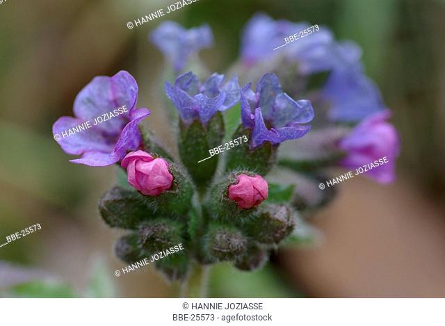 Common Lungwort (Pulmonaria officinalis) flowers